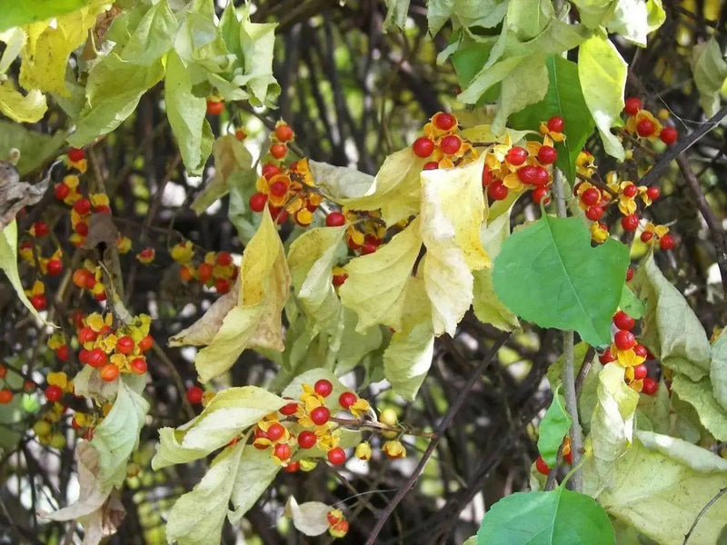 Chinese Bittersweet seeds, Celastrus angulatus. flowing vine - Caribbean garden seed
