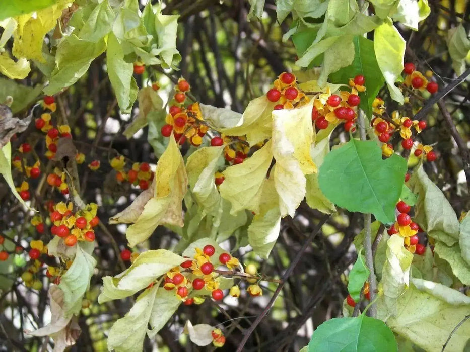 Chinese Bittersweet seeds, Celastrus angulatus. flowing vine - Caribbean garden seed