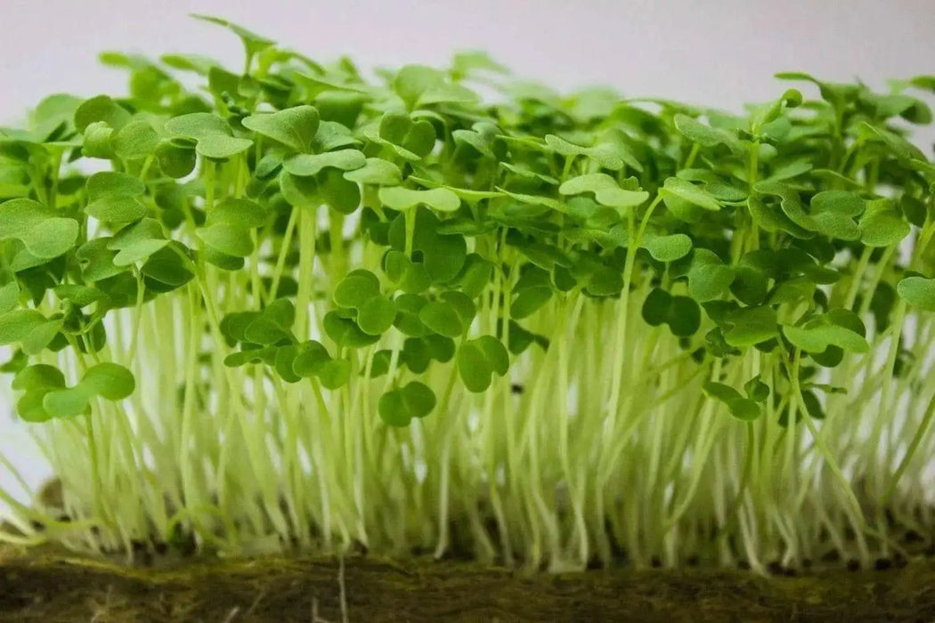 Chinese Cabbage" Fun Jen"  Asian Vegetable,Micro greens, baby leaf, SPROUT - Caribbean garden seed