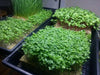 Chinese Cabbage" Fun Jen"  Asian Vegetable,Micro greens, baby leaf, SPROUT - Caribbean garden seed