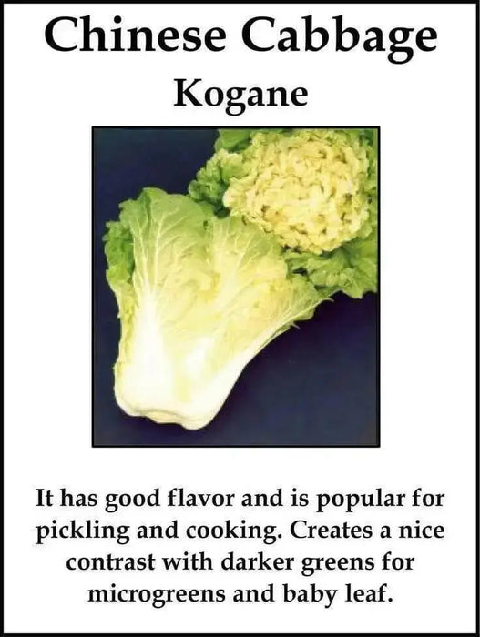 Chinese Cabbage" Fun Jen"  Asian Vegetable,Micro greens, baby leaf, SPROUT - Caribbean garden seed