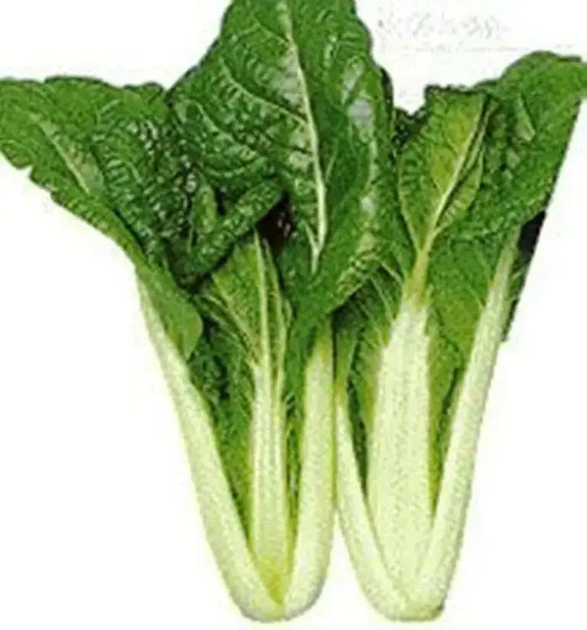 Chinese Cabbage Seeds .Vitaminna, Asian Vegetable - Caribbean garden seed