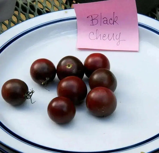 CHERRY TOMATO  - LIVE PLANT, GARDEN VEGETABLE - Caribbean garden seed