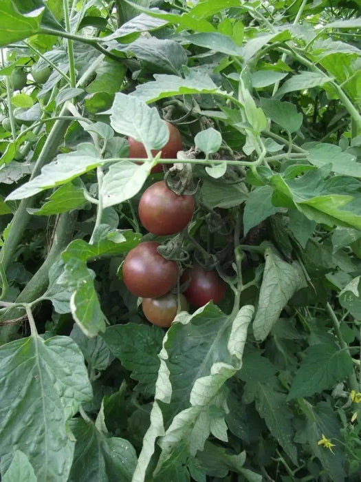 CHERRY TOMATO  - LIVE PLANT, GARDEN VEGETABLE - Caribbean garden seed