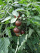 CHERRY TOMATO  - LIVE PLANT, GARDEN VEGETABLE - Caribbean garden seed