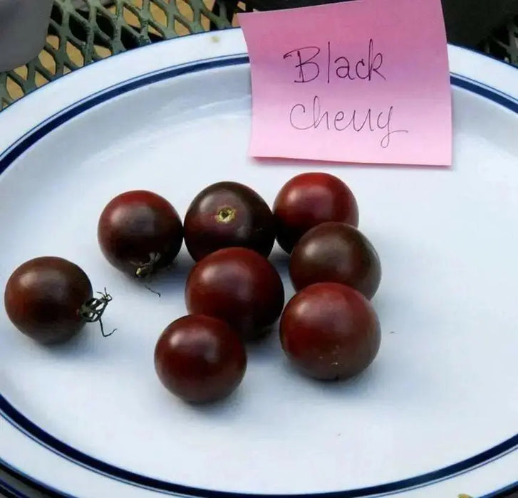 CHERRY TOMATO  - LIVE PLANT, GARDEN VEGETABLE - Caribbean garden seed