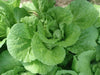 Chinese Cabbage ,Loose Head Type ,Maruba Santoh Round ,Heat tolerant, Asian Vegetables - Caribbean garden seed