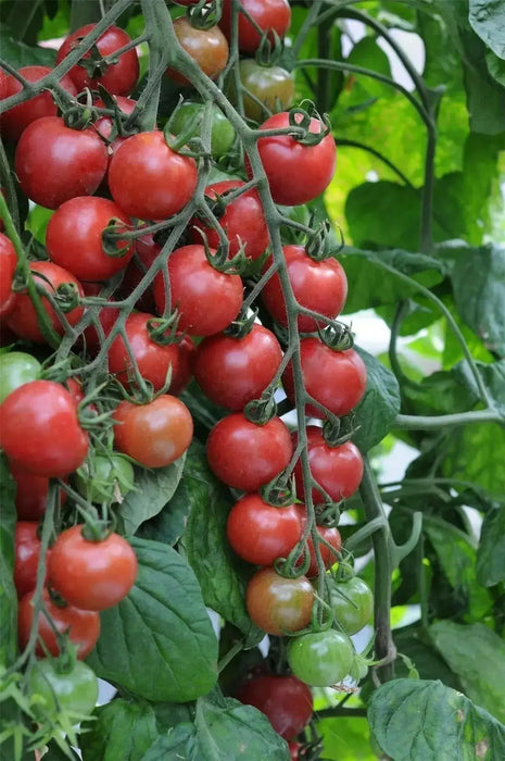 CHERRY TOMATO  - LIVE PLANT, GARDEN VEGETABLE - Caribbean garden seed