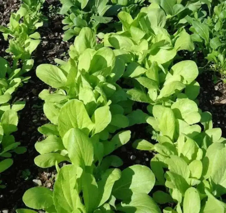 Chinese Cabbage ,Loose Head Type ,Maruba Santoh Round ,Heat tolerant, Asian Vegetables - Caribbean garden seed