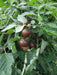 CHERRY TOMATO  - LIVE PLANT, GARDEN VEGETABLE - Caribbean garden seed