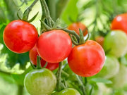 CHERRY TOMATO  - LIVE PLANT, GARDEN VEGETABLE - Caribbean garden seed