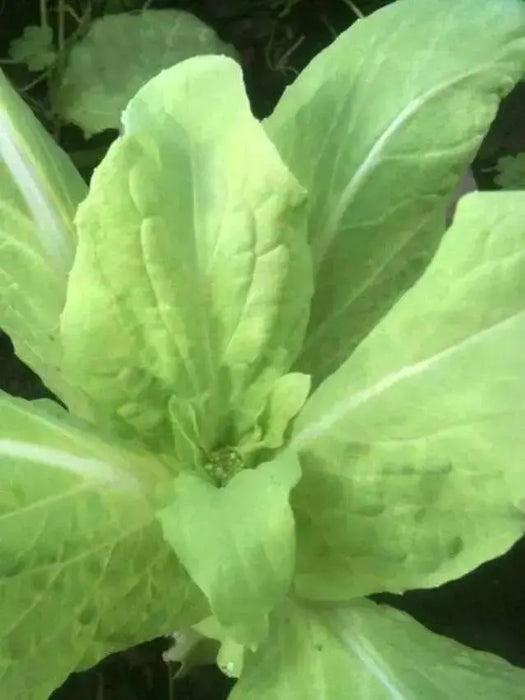 Chinese Cabbage ,Loose Head Type ,Maruba Santoh Round ,Heat tolerant, Asian Vegetables - Caribbean garden seed