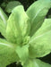 Chinese Cabbage ,Loose Head Type ,Maruba Santoh Round ,Heat tolerant, Asian Vegetables - Caribbean garden seed