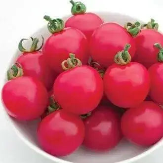 CHERRY TOMATO  - LIVE PLANT, GARDEN VEGETABLE - Caribbean garden seed