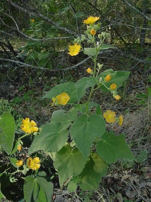 China jute VelvetLeaf  Seeds (Abutilon theophrasti Medik ) Indian Mallow, - Caribbean garden seed