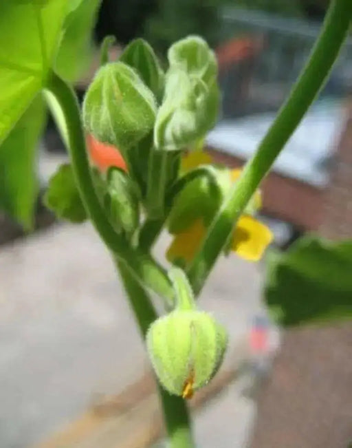 China jute VelvetLeaf  Seeds (Abutilon theophrasti Medik ) Indian Mallow, - Caribbean garden seed