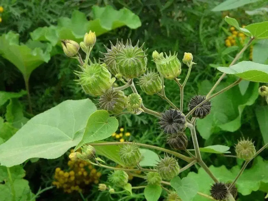 China jute VelvetLeaf  Seeds (Abutilon theophrasti Medik ) Indian Mallow, - Caribbean garden seed