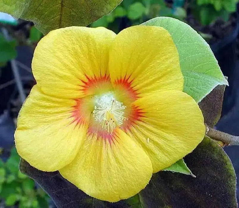 China jute VelvetLeaf  Seeds (Abutilon theophrasti Medik ) Indian Mallow, - Caribbean garden seed
