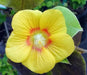 China jute VelvetLeaf  Seeds (Abutilon theophrasti Medik ) Indian Mallow, - Caribbean garden seed