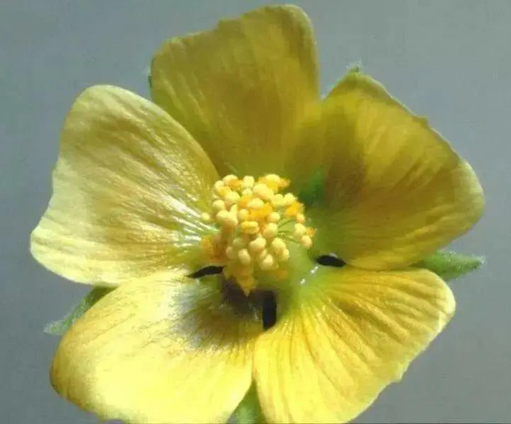 China jute VelvetLeaf  Seeds (Abutilon theophrasti Medik ) Indian Mallow, - Caribbean garden seed