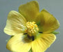 China jute VelvetLeaf  Seeds (Abutilon theophrasti Medik ) Indian Mallow, - Caribbean garden seed