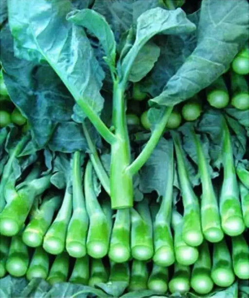 Chinese Broccoli Seeds, Asian Vegetable, - Caribbean garden seed