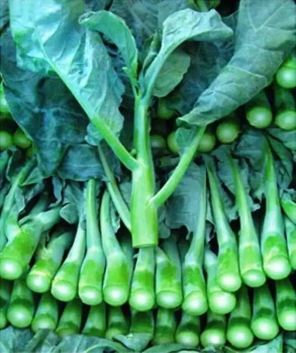 Chinese Broccoli Seeds, Asian Vegetable, - Caribbean garden seed