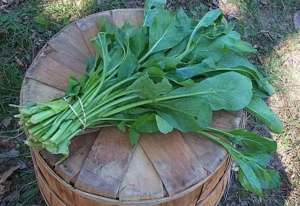 Chinese Broccoli Seeds, Asian Vegetable, - Caribbean garden seed