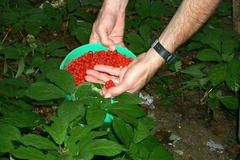 Chinese Ginseng - Panax Ginseng Seeds, No Scarification required- Ready To Plant - Top Quality- Grow your own ! - Caribbean garden seed
