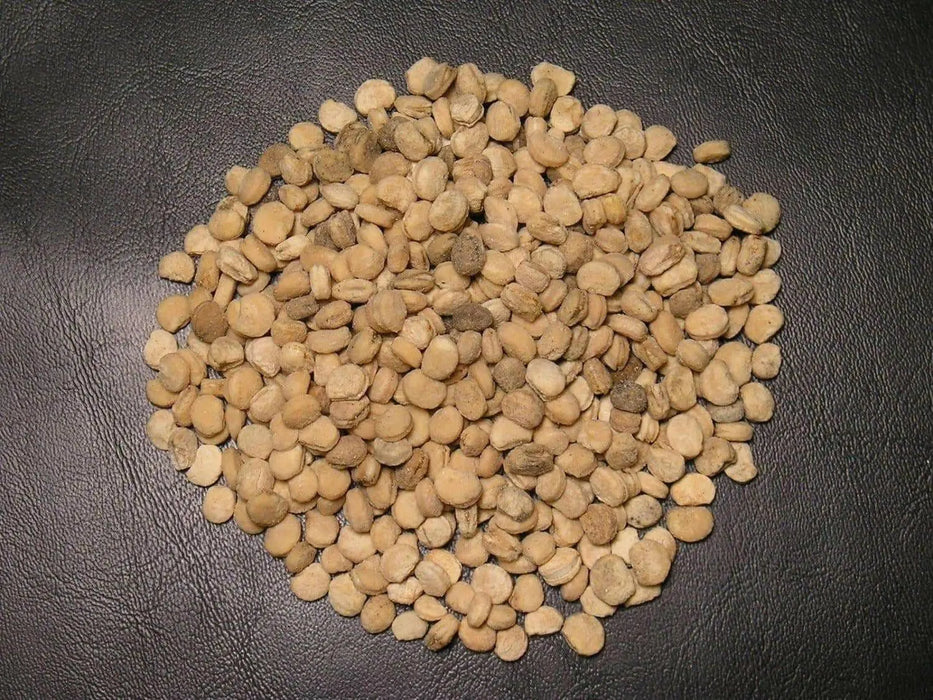 Chinese Ginseng - Panax Ginseng Seeds, No Scarification required- Ready To Plant - Top Quality- Grow your own ! - Caribbean garden seed