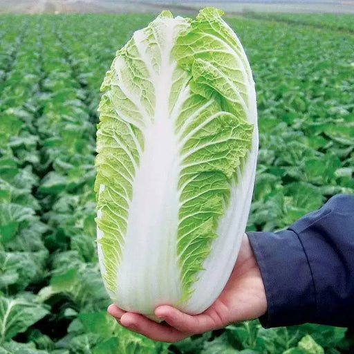Chinese Cabbage Seeds,  (Kyoto No. 3) , Asian Vegetable - Caribbean garden seed