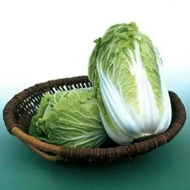 Chinese Cabbage Seeds,  (Kyoto No. 3) , Asian Vegetable - Caribbean garden seed