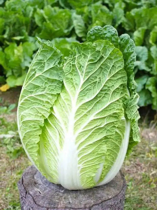 Chinese Cabbage Seeds,  (Kyoto No. 3) , Asian Vegetable - Caribbean garden seed