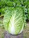 Chinese Cabbage Seeds,  (Kyoto No. 3) , Asian Vegetable - Caribbean garden seed