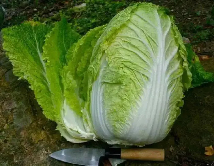 Chinese Cabbage Seeds,  (Kyoto No. 3) , Asian Vegetable - Caribbean garden seed