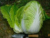 Chinese Cabbage Seeds,  (Kyoto No. 3) , Asian Vegetable - Caribbean garden seed