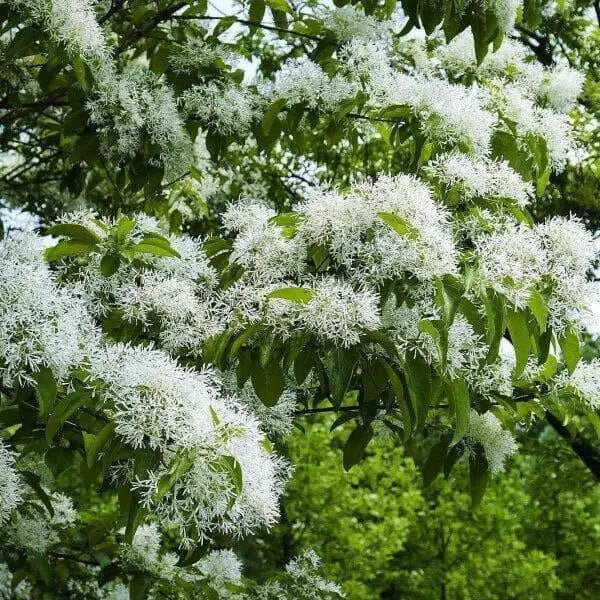 Chinese Fringe Tree Seeds, ornamental shrub - Caribbean garden seed