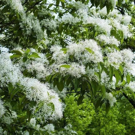 Chinese Fringe Tree Seeds, ornamental shrub - Caribbean garden seed