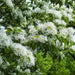Chinese Fringe Tree Seeds, ornamental shrub - Caribbean garden seed