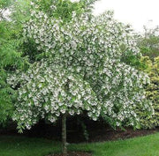 Chinese Fringe Tree Seeds, ornamental shrub - Caribbean garden seed