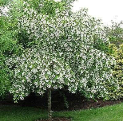 Chinese Fringe Tree Seeds, ornamental shrub - Caribbean garden seed