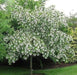 Chinese Fringe Tree Seeds, ornamental shrub - Caribbean garden seed