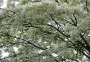 Chinese Fringe Tree Seeds, ornamental shrub - Caribbean garden seed