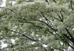 Chinese Fringe Tree Seeds, ornamental shrub - Caribbean garden seed