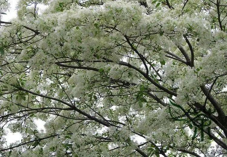 Chinese Fringe Tree Seeds, ornamental shrub - Caribbean garden seed