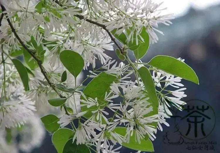 Chinese Fringe Tree Seeds, ornamental shrub - Caribbean garden seed