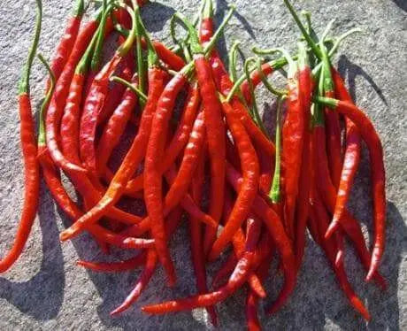 Chile de Arbol, Red Hot Chili Pepper Seeds ,capsicum annuum - Caribbean garden seed