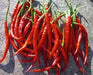Chile de Arbol, Red Hot Chili Pepper Seeds ,capsicum annuum - Caribbean garden seed