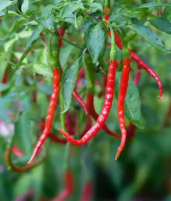 Chile de Arbol, Red Hot Chili Pepper Seeds ,capsicum annuum - Caribbean garden seed