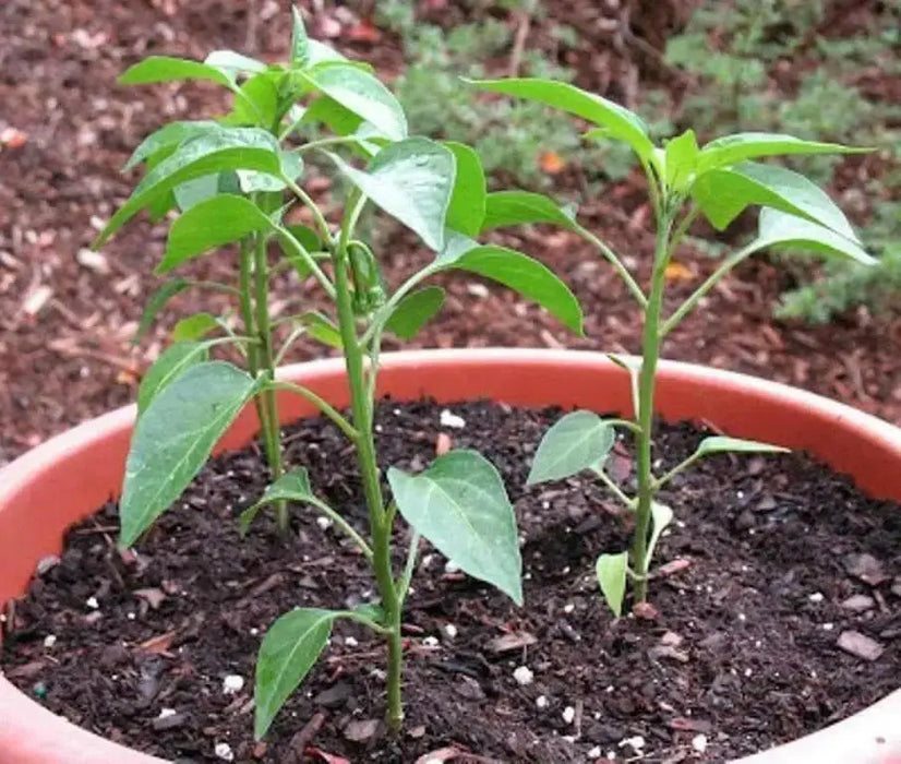 Chile de Arbol, Red Hot Chili Pepper Seeds ,capsicum annuum - Caribbean garden seed